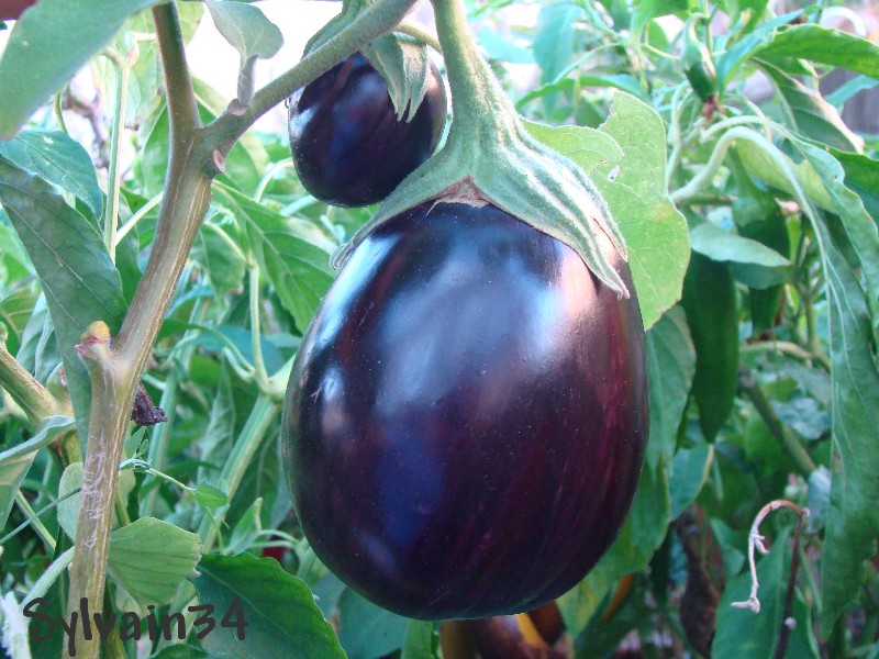 Fichier:AUBERGINE black beauty-2.jpg