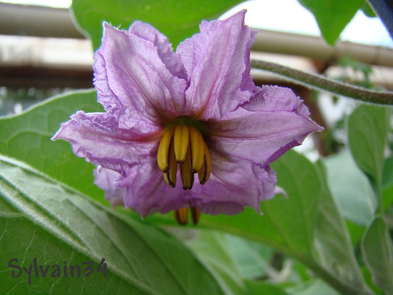 Fichier:AUBERGINE black beauty.jpg