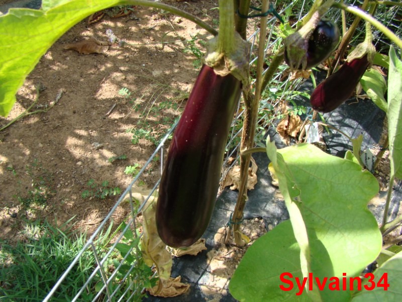 Fichier:AUBERGINE de barbentane.jpg
