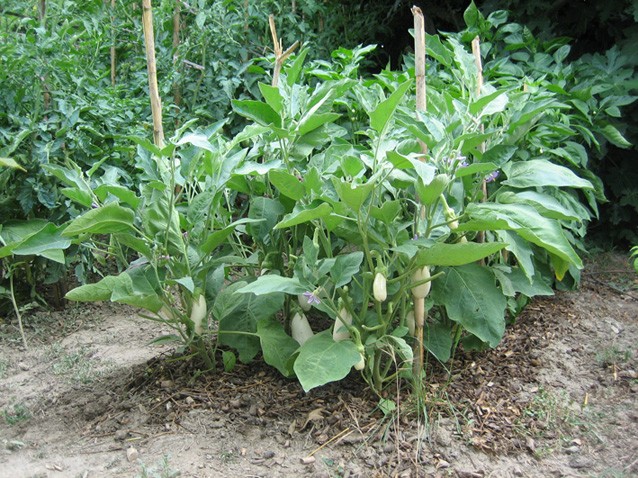 Fichier:AUBERGINE dourga-2.jpg