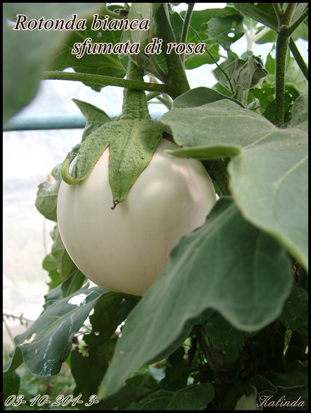 Fichier:AUBERGINE rotonda bianca sfumata.jpg