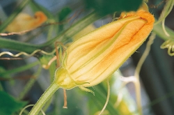 Fichier:A fleurs-1.jpg