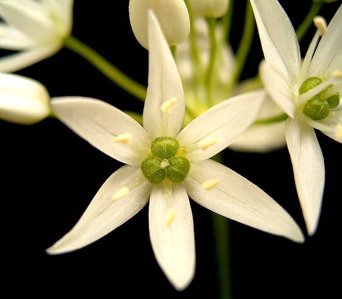 Fichier:Ail des ours-1.jpg