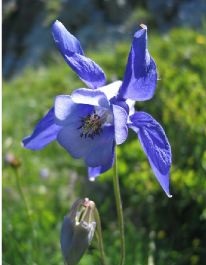 Fichier:Alpina Dark Blue.jpg