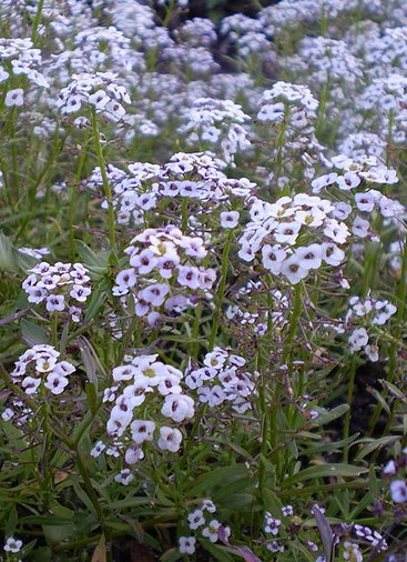 Fichier:Alysse Odorant tapis de neige.jpg