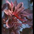Amaranthe à feuilles "Hopi red dye""-1.jpg