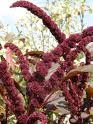 Amaranthe à feuilles "Hopi red dye"".jpg