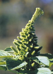 Fichier:Amaranthe a grains 'Mercado'.jpg