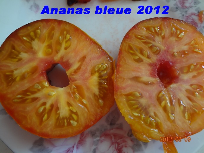 Fichier:Ananas bleue-2.jpg