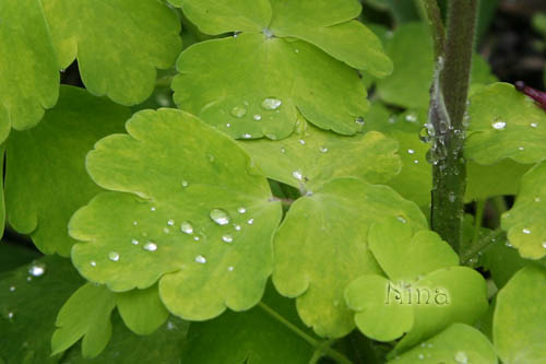 Fichier:Ancolie Sunburst Ruby-2.jpg