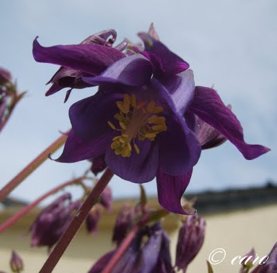 Fichier:Ancolie vulgaris.jpg