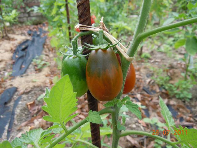 Fichier:Andine Noire.jpg