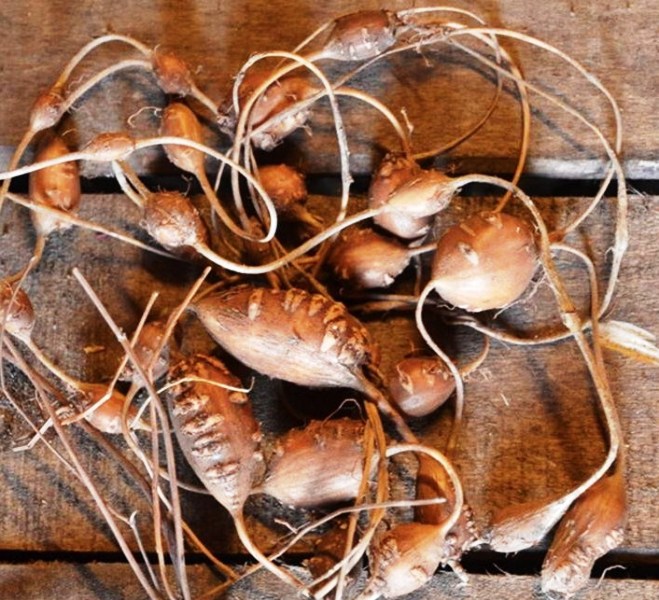 Fichier:Apios americana-2.jpg