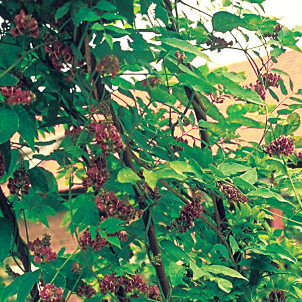 Fichier:Apios americana.jpg