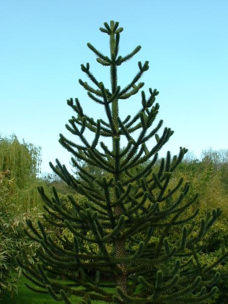 Fichier:Araucaria.jpg