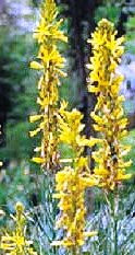 Asphodeline Lutea-1.jpg