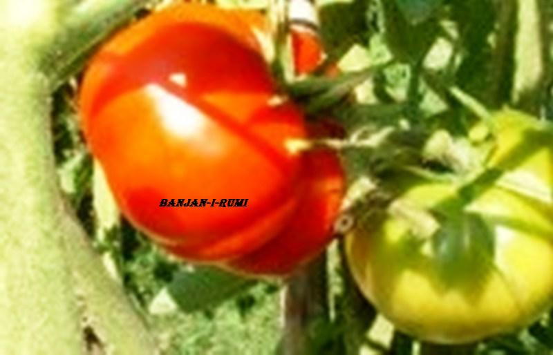 Fichier:Banjan i Rumi-1.jpg