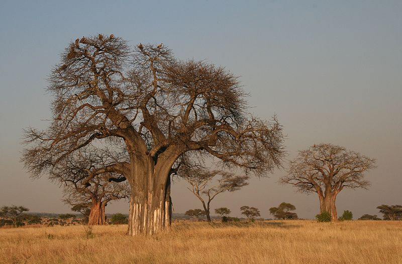 Fichier:Baobab.jpg