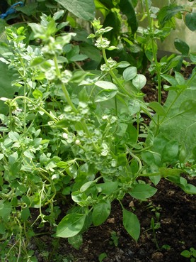 Fichier:Basilic fin vert.jpg