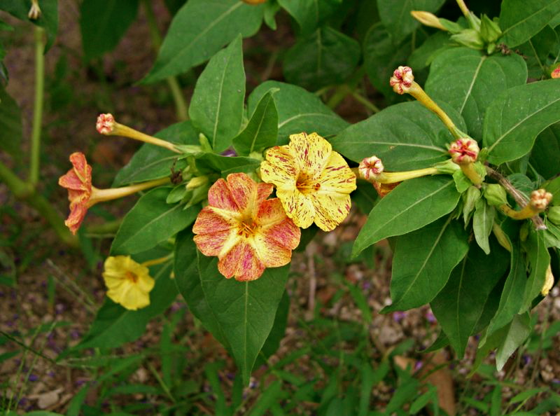 Fichier:Belle de nuit-2.jpg