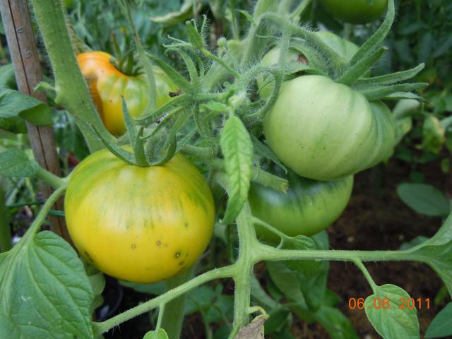 Fichier:Bijskij Zeltyi OP.jpg