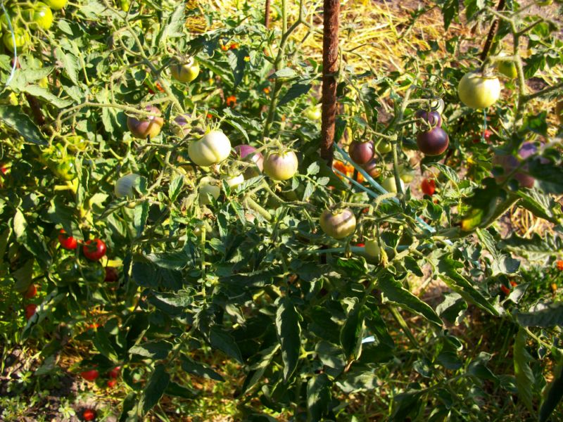 Fichier:Bing cherry.jpg