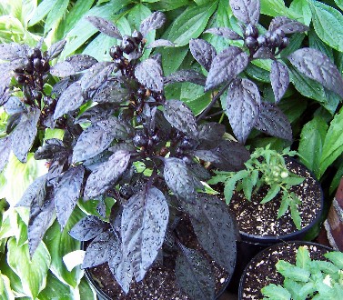 Fichier:Black pearl-1.jpg