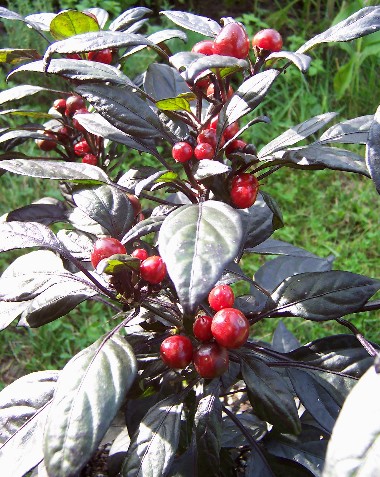 Fichier:Black pearl.jpg