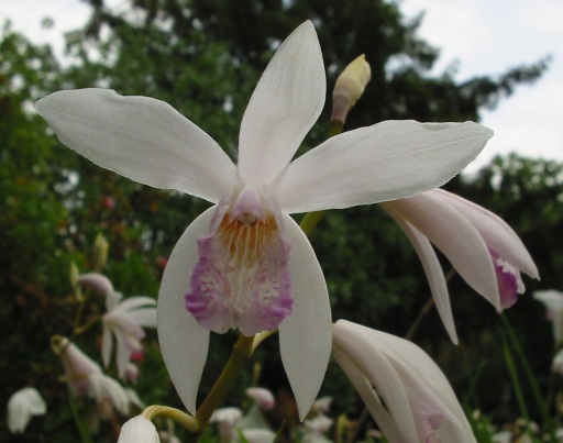 Fichier:Bletilla striata.jpg