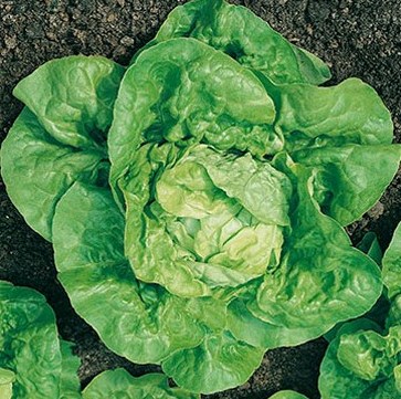 Fichier:Blonde de doulon (patience )-1.jpg