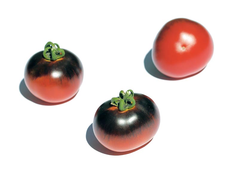 Fichier:Blue Streaks-1.jpg