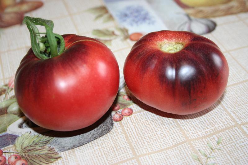 Fichier:Blue beauty op-1.jpg