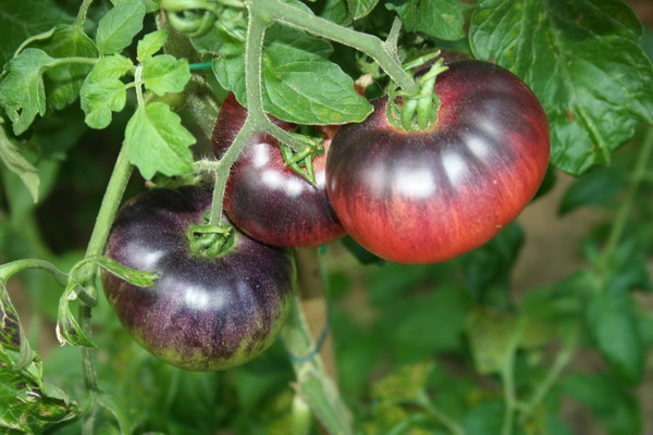 Fichier:Blue beauty op.jpg