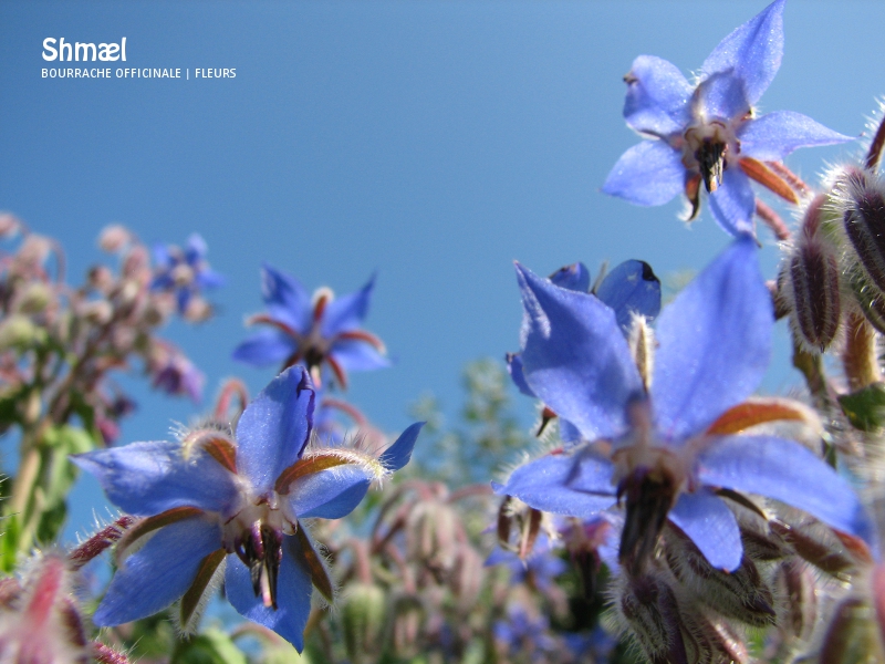 Fichier:Bourrache officinale - fleurs.jpg