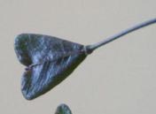 Bourse à pasteur-2.jpg