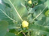 Brocoli nine star perennial.jpg