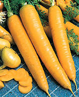 CAROTTE jaune du palatinat lobberichter.jpg