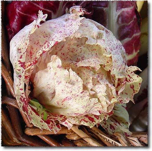 Fichier:CHICOREE ITALIENNE variegata di castelfranco.jpg