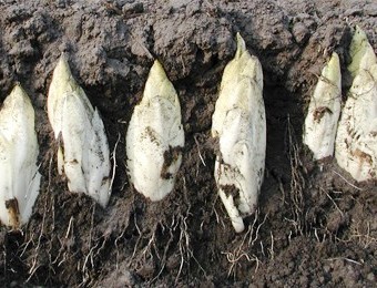 Fichier:CHICOREE endive demi-hâtive de Holland-1.jpg