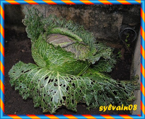 Fichier:CHOU DE MILAN de pontoise.jpg