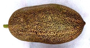 Fichier:CONCOMBRE sikkim-1.jpg