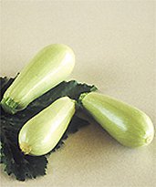 COURGETTE blanche d egypte-1.jpg