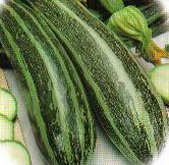 COURGETTE cocozelle-1.jpg