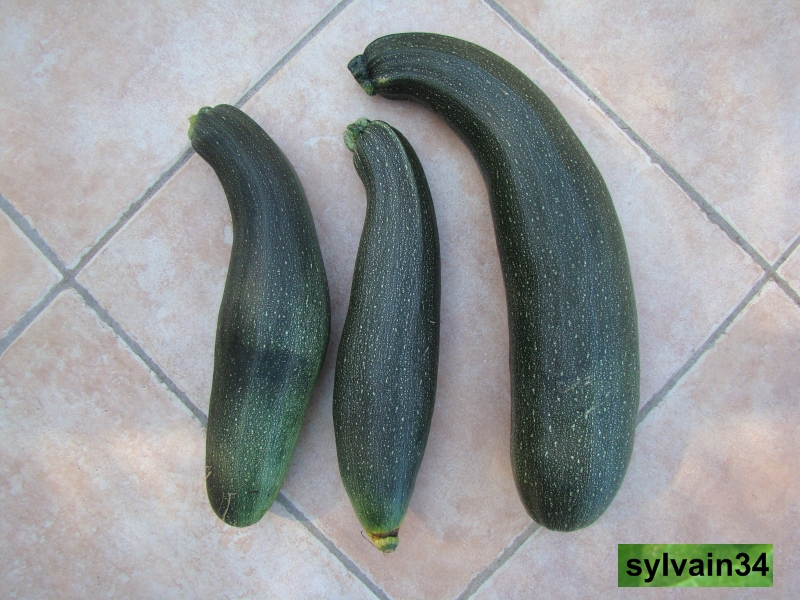 Fichier:COURGETTE diamant.jpg
