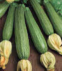 COURGETTE fiorentino-1.jpg