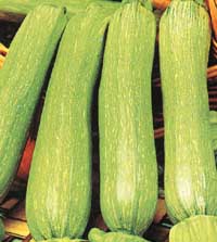 COURGETTE genovese-1.jpg