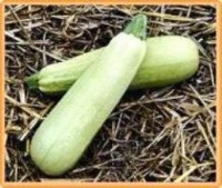 COURGETTE lungo bianco-2.jpg