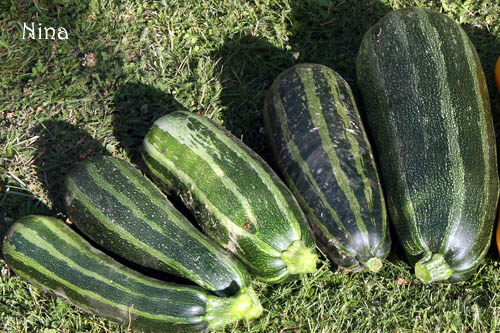Fichier:COURGETTE verte non coureuse d italie-1.jpg