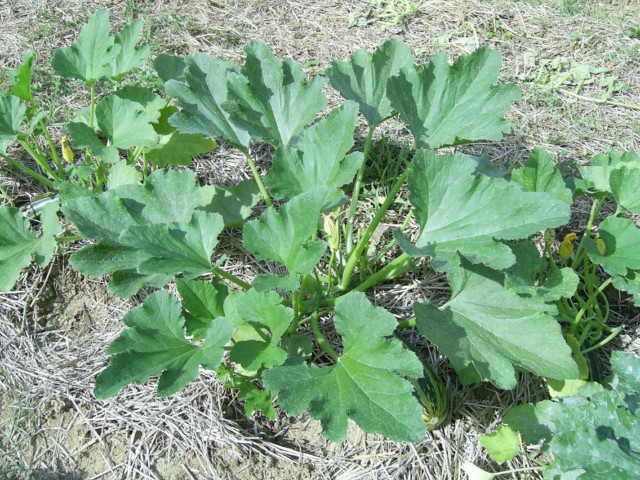 Fichier:COURGETTE verte non coureuse d italie-2.jpg