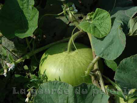 Fichier:COURGE calebasse plate de corse.jpg